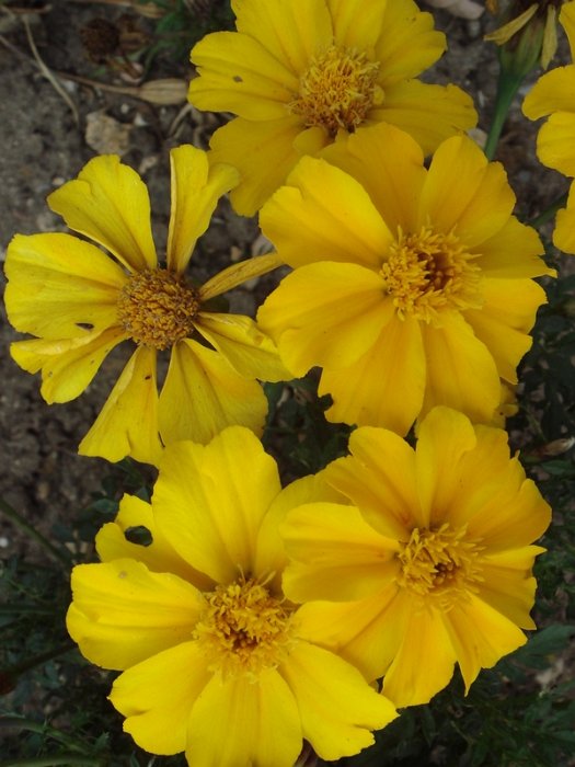 Tagetes patula 'Disco jaune d'or' fleur